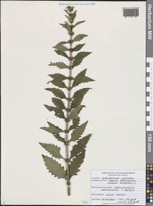 Lycopus europaeus L., Eastern Europe, Central forest-and-steppe region (E6) (Russia)