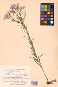 Galatella angustissima (Tausch) Novopokr., Eastern Europe, Eastern region (E10) (Russia)