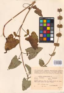 MHA 0 156 493, Salvia verticillata L., Eastern Europe, Central region (E4) (Russia)