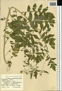 Rorippa palustris (L.) Besser, Eastern Europe, Middle Volga region (E8) (Russia)