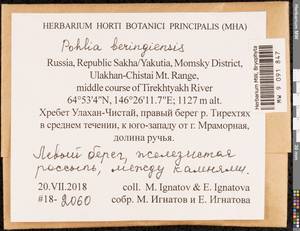 Pohlia beringiensis A.J. Shaw, Bryophytes, Bryophytes - Yakutia (B19) (Russia)