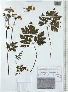 Chaerophyllum hirsutum L., Western Europe (EUR) (Germany)