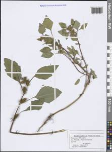 Xanthium orientale var. albinum (Widder) Adema & M. T. Jansen, Eastern Europe, Middle Volga region (E8) (Russia)