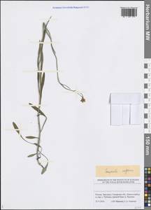 Campanula stevenii subsp. wolgensis (P.A.Smirn.) Fed., Eastern Europe, Middle Volga region (E8) (Russia)