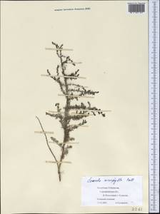 Suaeda microphylla (C. A. Mey.) Pall., Middle Asia, Syr-Darian deserts & Kyzylkum (M7) (Uzbekistan)