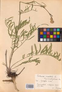 Centaurea orientalis L., Eastern Europe, North Ukrainian region (E11) (Ukraine)