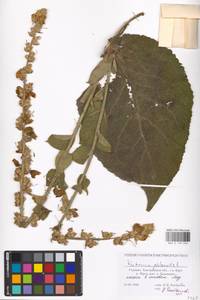 MHA 0 159 046, Verbascum phlomoides L., Eastern Europe, South Ukrainian region (E12) (Ukraine)