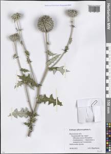 Echinops sphaerocephalus L., Eastern Europe, Moscow region (E4a) (Russia)