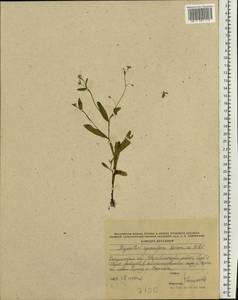 Myosotis sparsiflora J. C. Mikan ex Pohl, Eastern Europe, Central region (E4) (Russia)