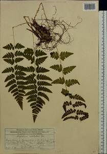 Dryopteris cristata (L.) A. Gray, Eastern Europe, Moscow region (E4a) (Russia)