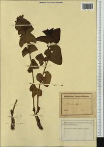 Aristolochia rotunda L., Western Europe (EUR) (France)