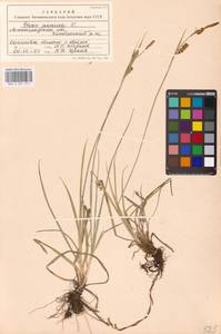 Carex panicea L., Eastern Europe, North-Western region (E2) (Russia)