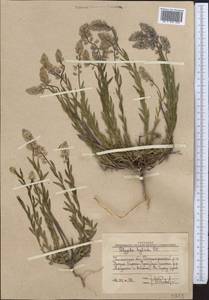 Polygala comosa subsp. comosa, Middle Asia, Western Tian Shan & Karatau (M3) (Uzbekistan)