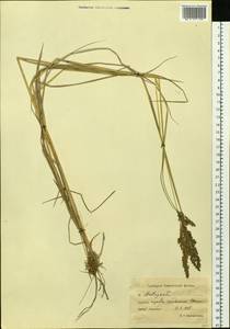 Arctagrostis latifolia (R.Br.) Griseb., Siberia, Chukotka & Kamchatka (S7) (Russia)