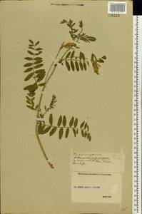 Astragalus cicer L., Eastern Europe, Middle Volga region (E8) (Russia)
