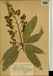 Mangifera indica L., South Asia, South Asia (Asia outside ex-Soviet states and Mongolia) (ASIA) (India)