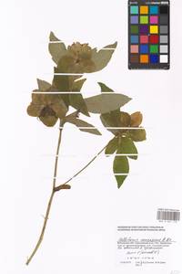 Helleborus orientalis subsp. orientalis, Eastern Europe, Moscow region (E4a) (Russia)