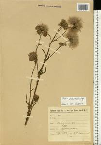 Cirsium palustre (L.) Scop., Eastern Europe, North-Western region (E2) (Russia)