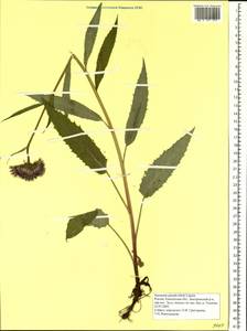 Saussurea pseudotilesii Lipsch., Siberia, Chukotka & Kamchatka (S7) (Russia)