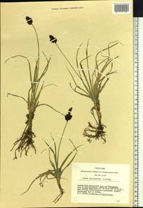 Carex melanantha C.A.Mey., Siberia, Altai & Sayany Mountains (S2) (Russia)