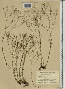 Linum catharticum L., Eastern Europe, Latvia (E2b) (Latvia)