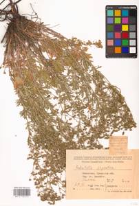 Potentilla argentea L., Middle Asia, Caspian Ustyurt & Northern Aralia (M8) (Kazakhstan)