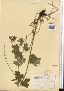 Aquilegia karelinii (Baker) O. Fedtsch. & B. Fedtsch., Middle Asia, Western Tian Shan & Karatau (M3) (Kazakhstan)