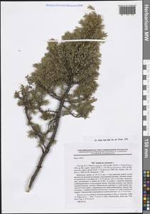 Juniperus communis L., Eastern Europe, Central forest region (E5) (Russia)