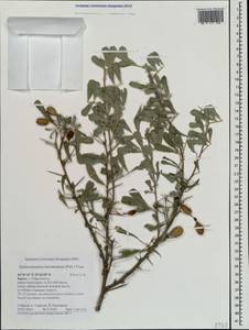 Caragana halodendron (Pall.) Dum.Cours., Crimea (KRYM) (Russia)