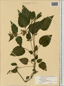 Lamium maculatum (L.) L., Caucasus, Krasnodar Krai & Adygea (K1a) (Russia)