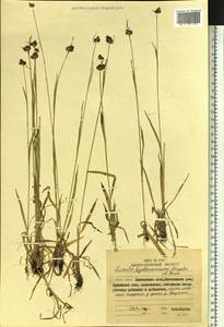 Luzula kjellmaniana Miyabe & Kudô, Siberia, Chukotka & Kamchatka (S7) (Russia)