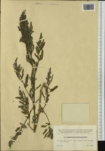Chenopodium ficifolium Sm., Western Europe (EUR) (Czech Republic)