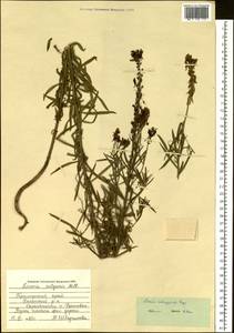 Linaria melampyroides Kuprian., Siberia, Russian Far East (S6) (Russia)