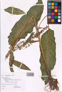 Rumex longifolius DC., Eastern Europe, North-Western region (E2) (Russia)