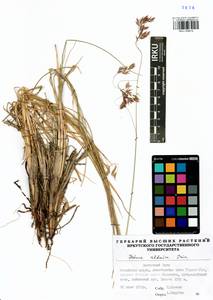 Festuca altaica Trin., Siberia, Baikal & Transbaikal region (S4) (Russia)