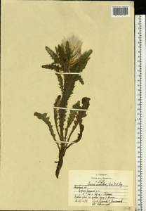 Cirsium esculentum (Siev.) C. A. Mey., Eastern Europe, Moscow region (E4a) (Russia)