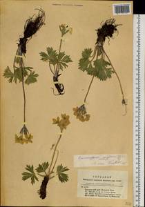 Anemonastrum narcissiflorum subsp. crinitum (Juz.) Raus, Siberia, Altai & Sayany Mountains (S2) (Russia)