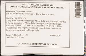 Dicranum fuscescens Turner, Bryophytes, Bryophytes - America (BAm) (United States)