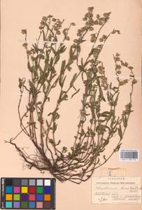 Helianthemum nummularium subsp. obscurum (Pers. ex Wahlenb.) Holub, Eastern Europe, West Ukrainian region (E13) (Ukraine)