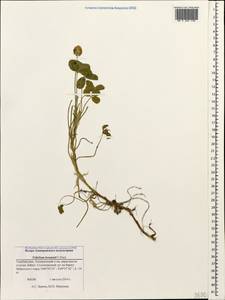 Trifolium fragiferum subsp. bonannii (C.Presl)Sojak, Caucasus, Azerbaijan (K6) (Azerbaijan)