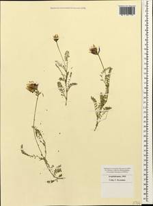 Astragalus, Caucasus, Azerbaijan (K6) (Azerbaijan)