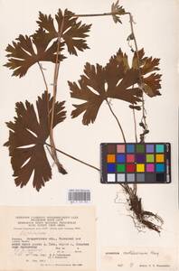 Aconitum lycoctonum subsp. moldavicum (Hacq.) Jalas, Eastern Europe (no precise locality) (E0)