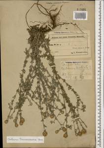 Centaurea transcaucasica Sosn. ex Grossh., Caucasus, Azerbaijan (K6) (Azerbaijan)