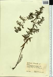Galium boreale L., Eastern Europe, West Ukrainian region (E13) (Ukraine)