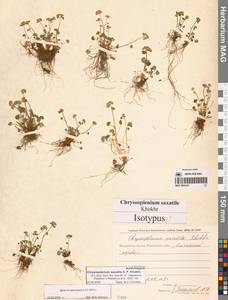 Chrysosplenium wrightii subsp. saxatile (Khokhr.) Vorosch., Siberia, Chukotka & Kamchatka (S7) (Russia)