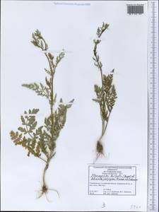 Scaligeria hirtula (Regel & Schmalh.) Lipsky ex Korovin, Middle Asia, Western Tian Shan & Karatau (M3) (Tajikistan)