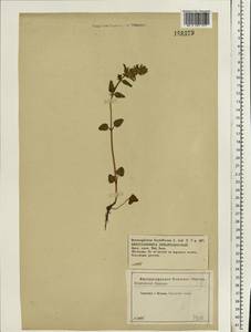 Dracocephalum thymiflorum L., Eastern Europe, Central forest-and-steppe region (E6) (Russia)