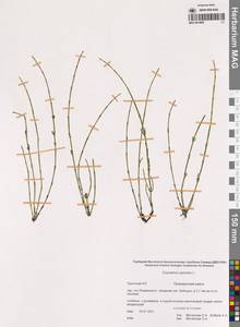 Equisetum palustre L., Siberia, Chukotka & Kamchatka (S7) (Russia)