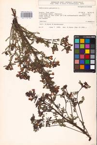 MHA 0 162 266, Pedicularis palustris L., Eastern Europe, North-Western region (E2) (Russia)