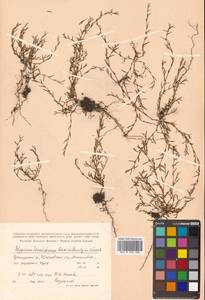 Polygonum tenuissimum A. I. Baranov & Skvortsov ex Vorosch., Siberia, Russian Far East (S6) (Russia)
